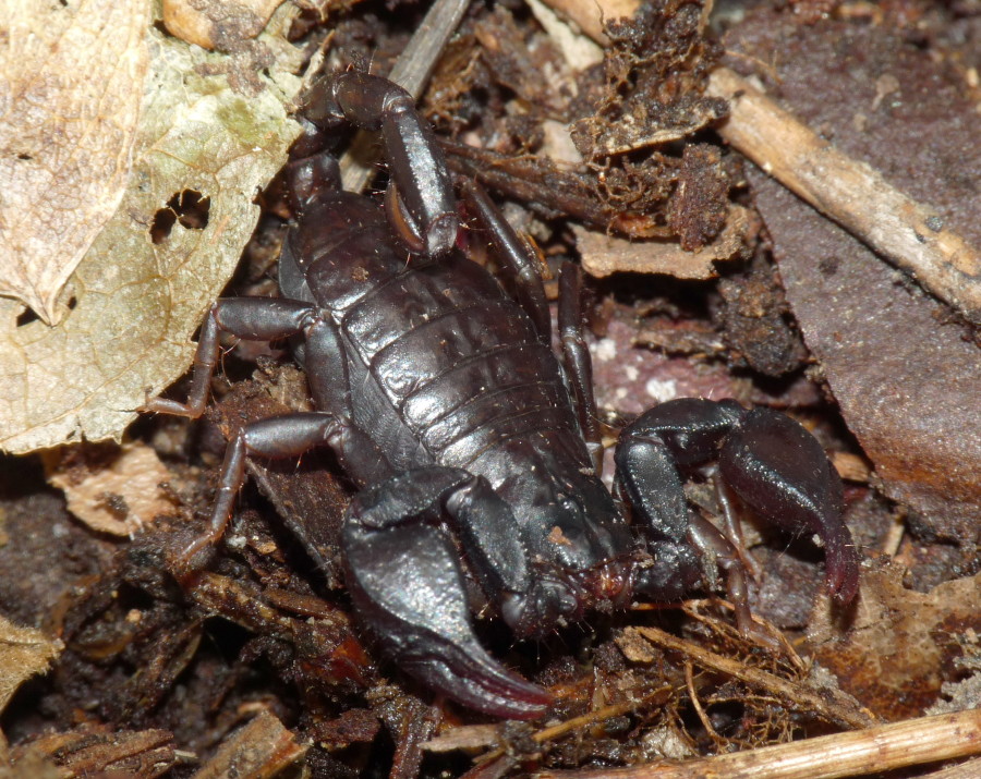 Euscorpius concinnus